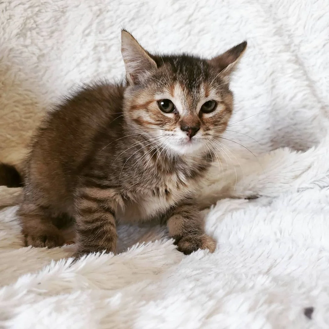Adorable gatito