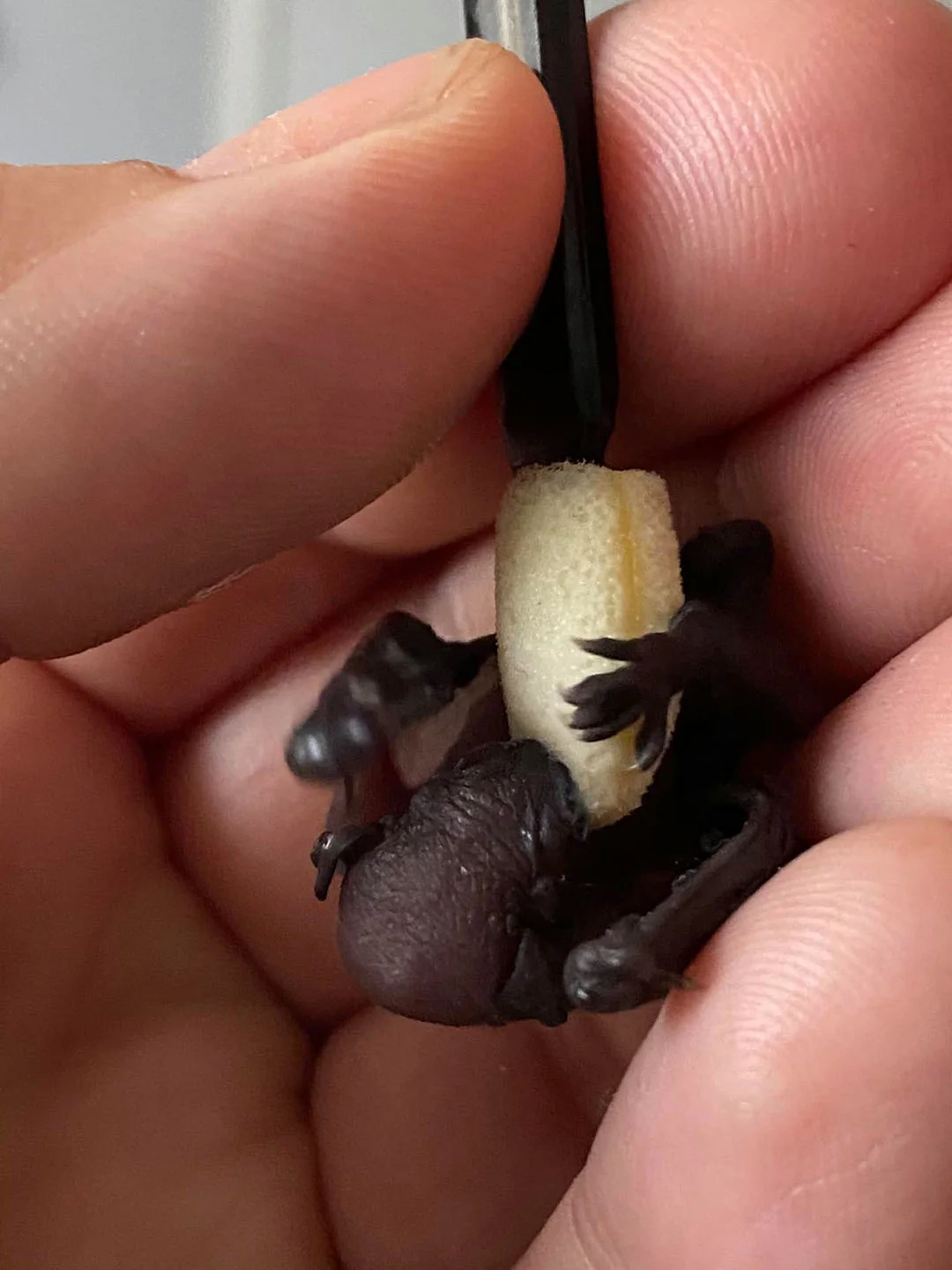 Bebé murciélago rescatado