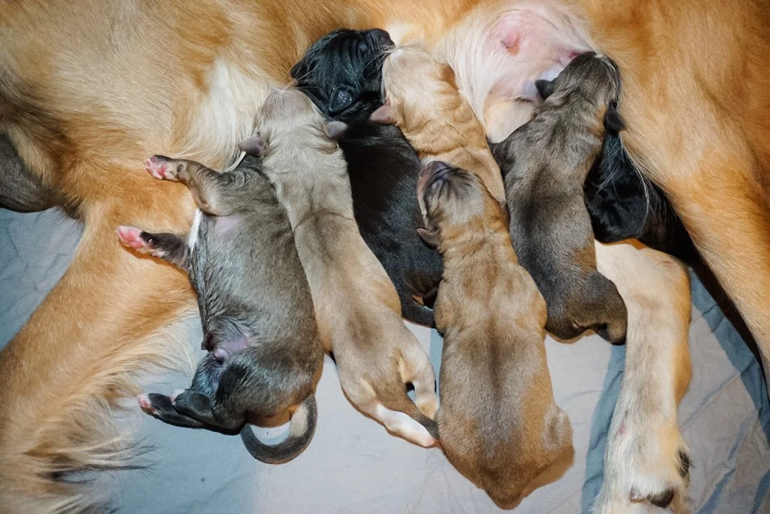 Cachorros alimentándose