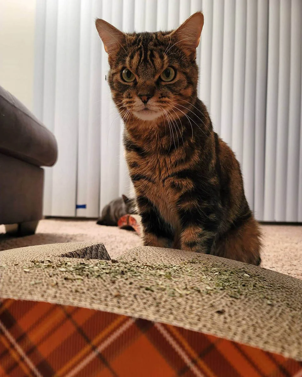 Curioso gato de ceño fruncido