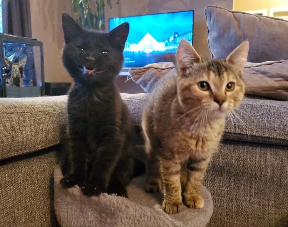 Dos gatitos adorables