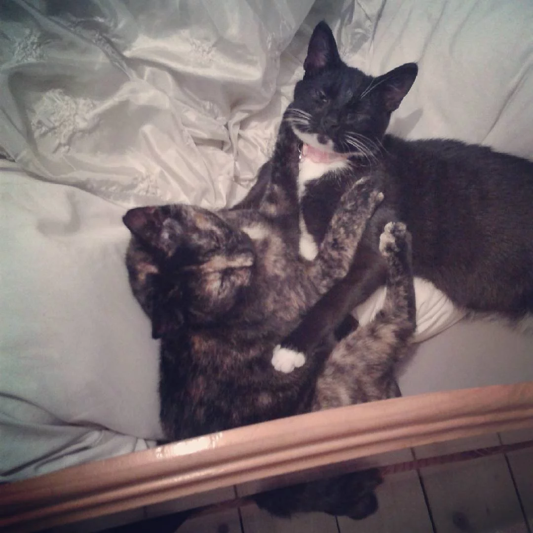 Dos gatitos jugando