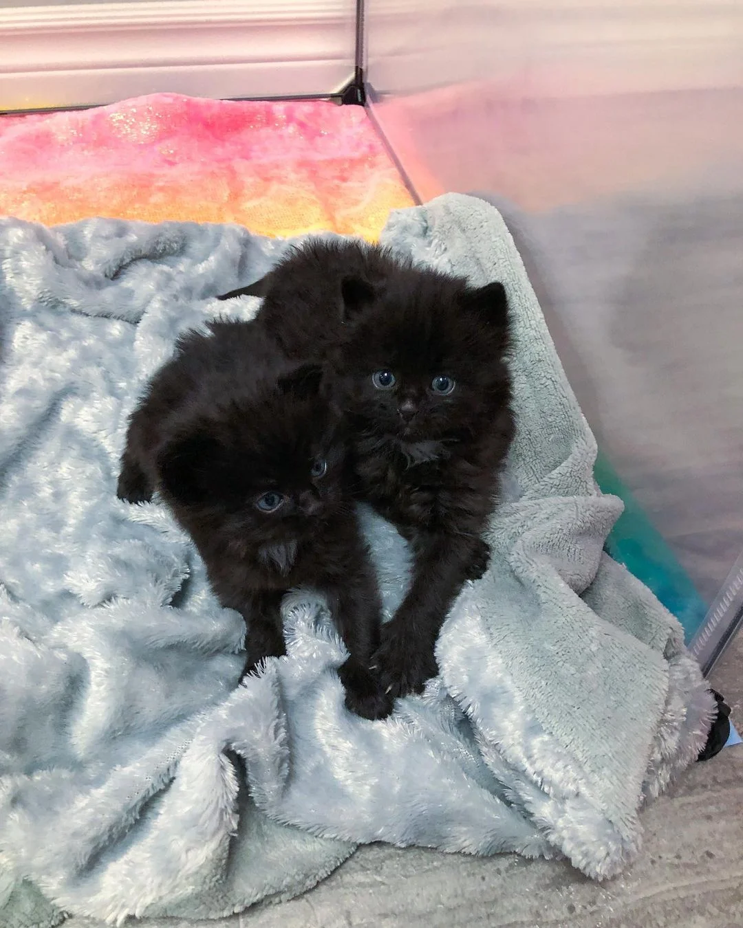 Dulces gatitos bebés