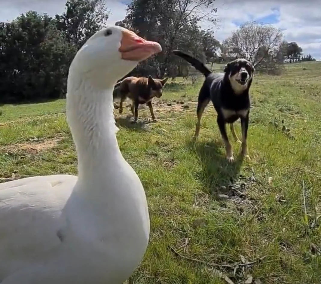 Ganso cree que es un perro y se une a ladrar