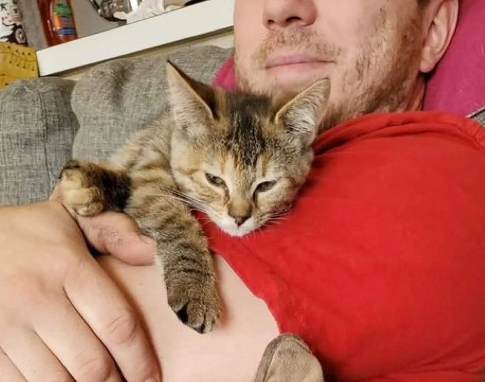 Gatita disfruta los abrazos
