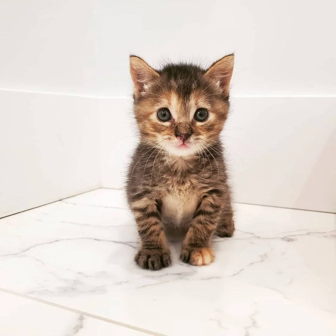 Gatito atigrado