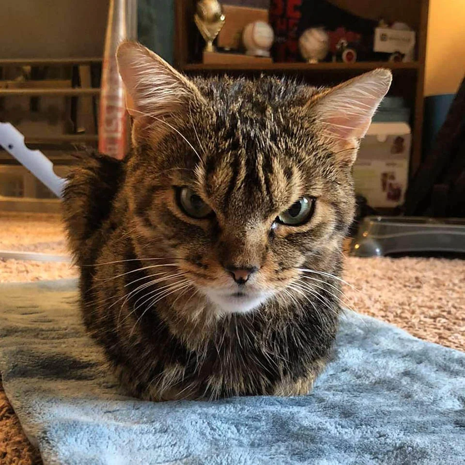 Gatito con el ceño enojado