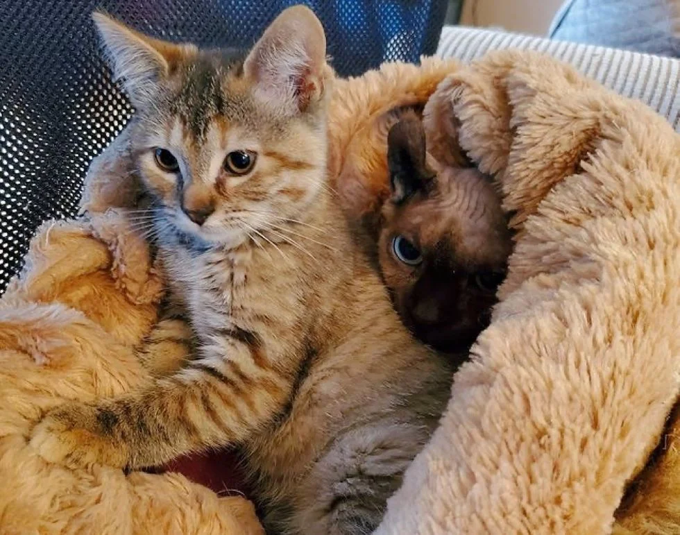 Gatitos disfrutan compañía