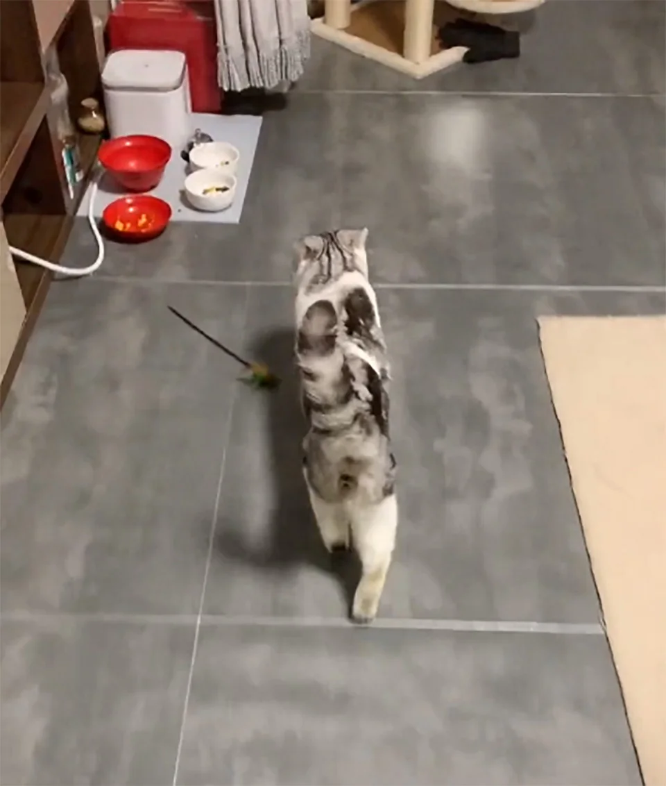 Gato exige bocadillos noche