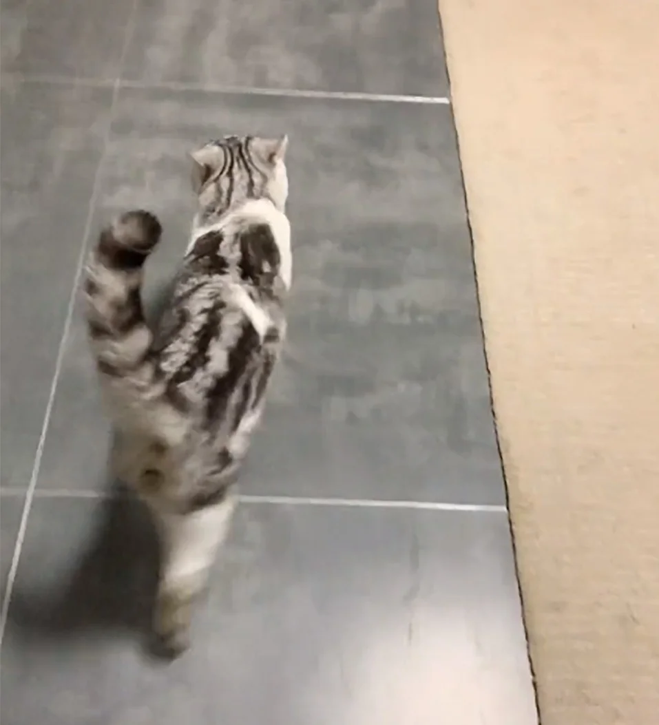 Gato exige bocadillos