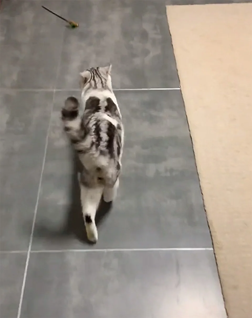 Gato lleva a dueño