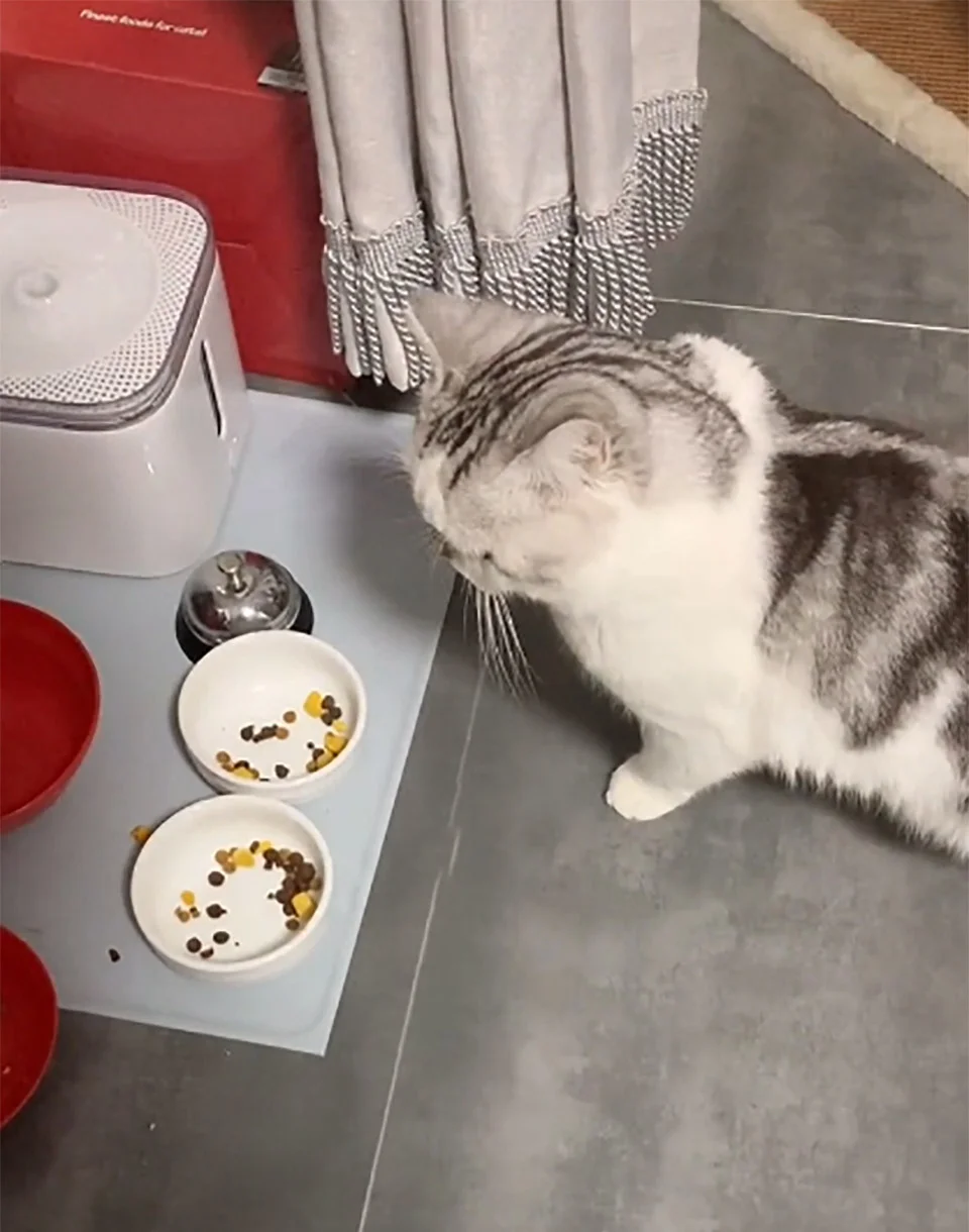 Gato pide bocadillo