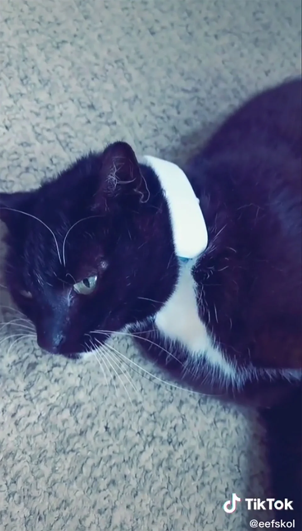 Gato usa rastreador