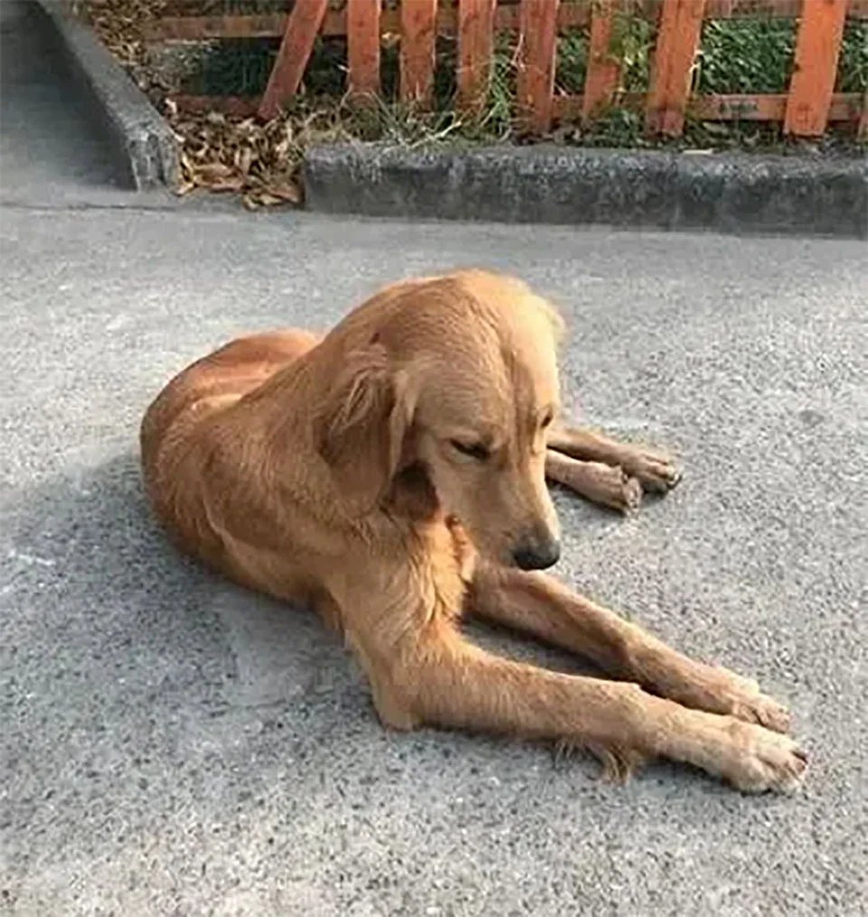 Golden Retriever camina millas