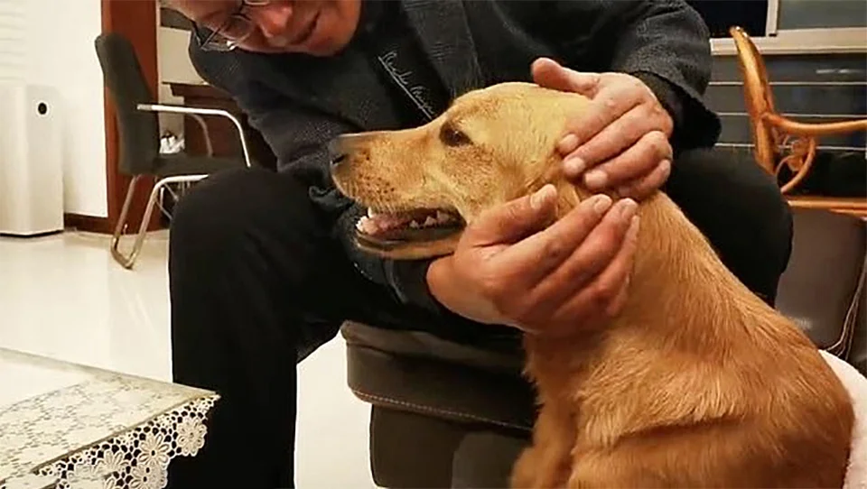Golden Retriever camina