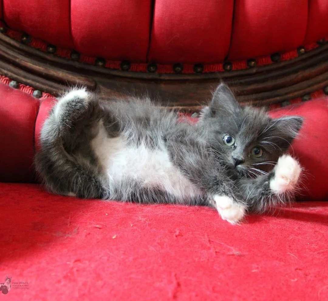 Hermosa gatita de patas torcidas