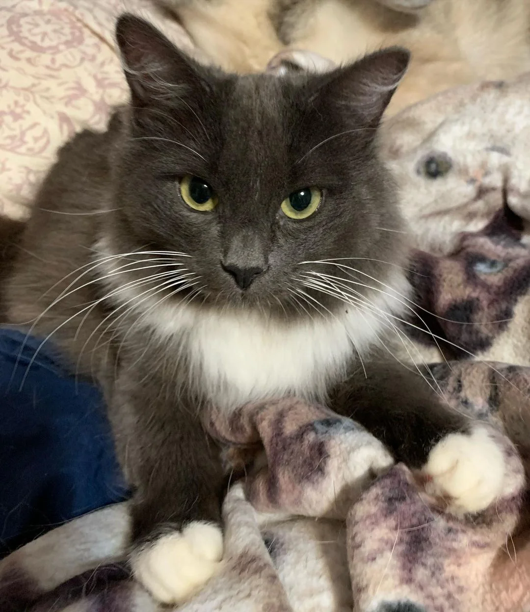 Hermosa gatita rescatada