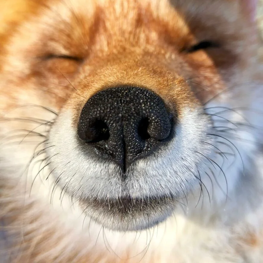 Hermoso zorro feliz