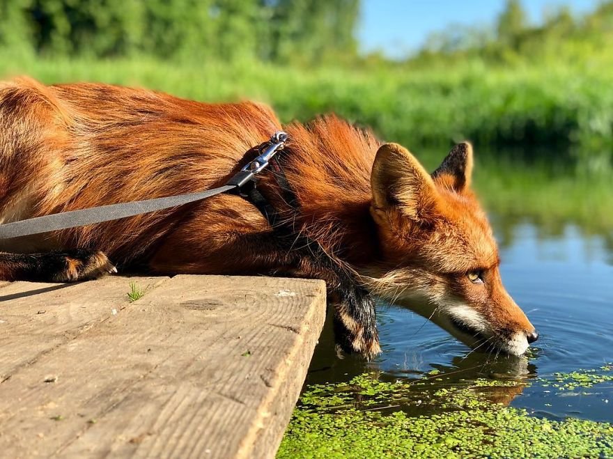 Hermoso zorro rescatado de granja de pieles