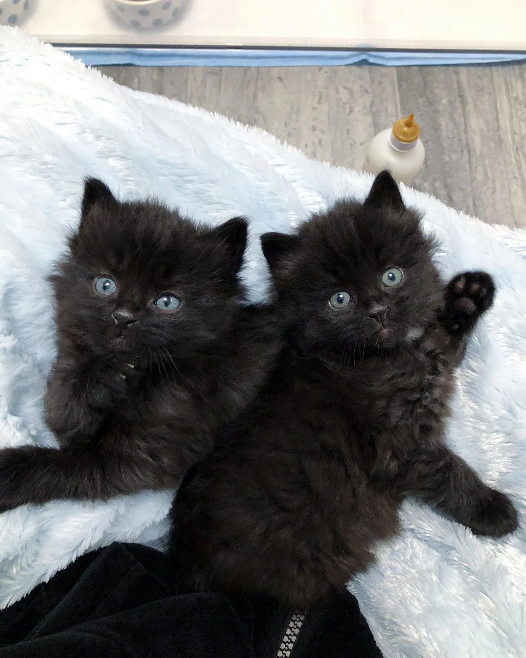 Hermosos felinos bebés