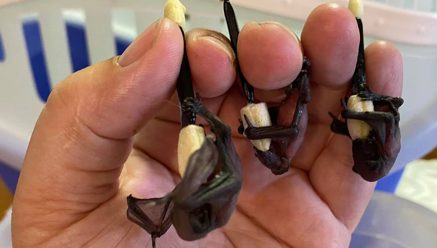 Murciélagos rescatados