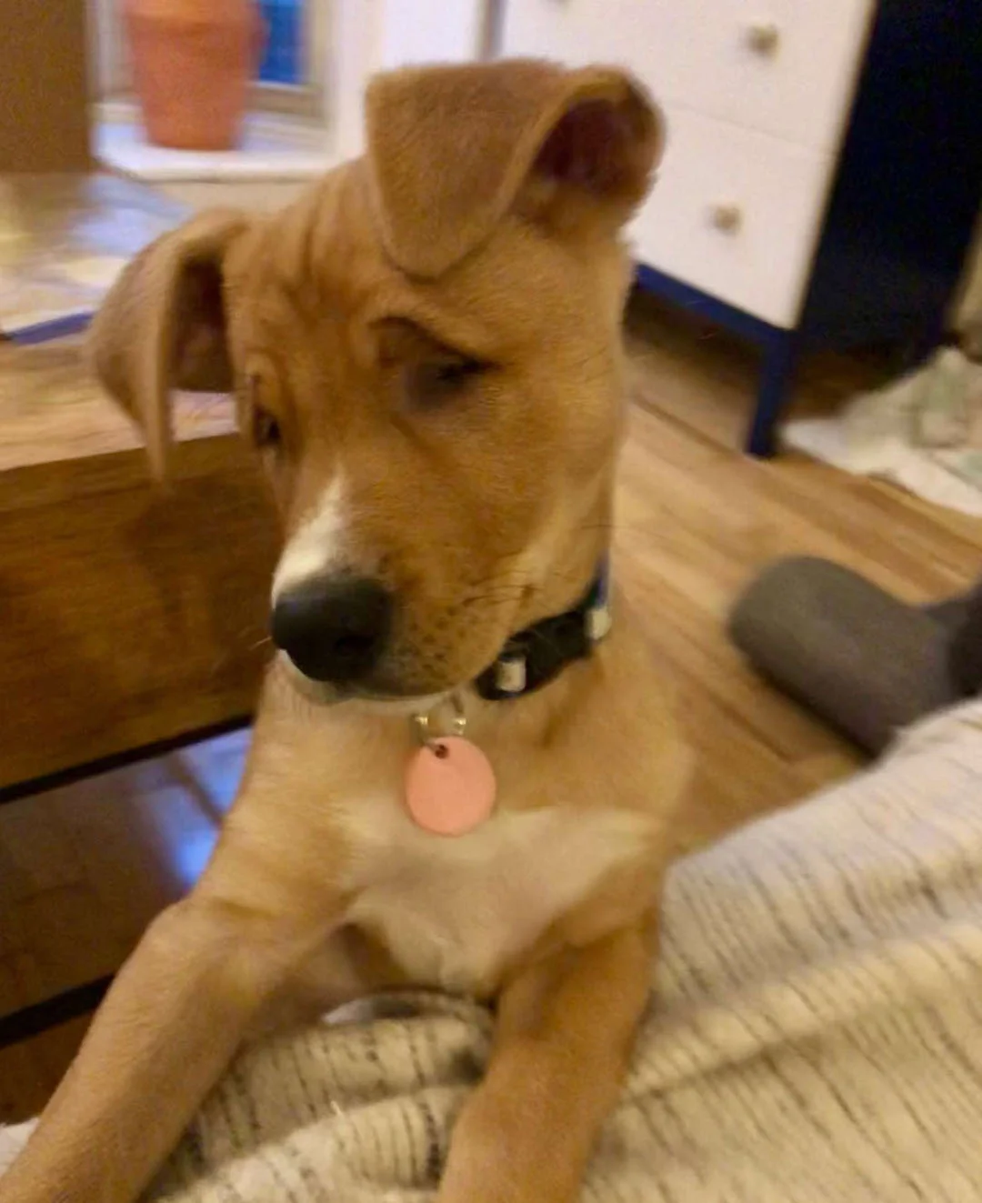 Pequeña Faith