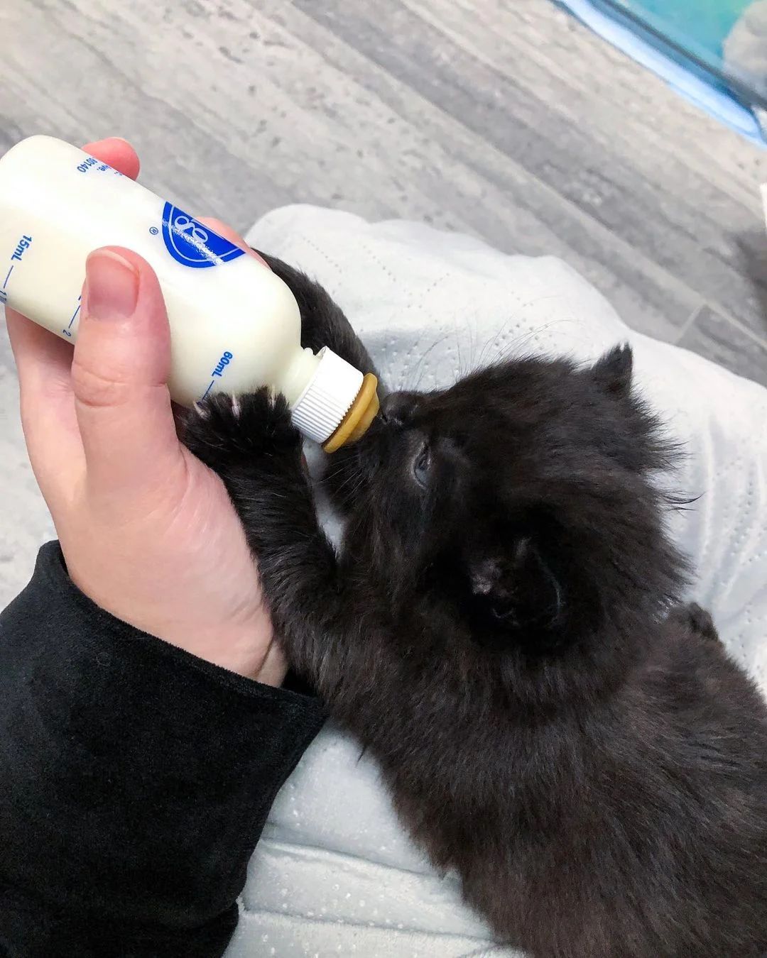 Pequeño gato tomando biberón