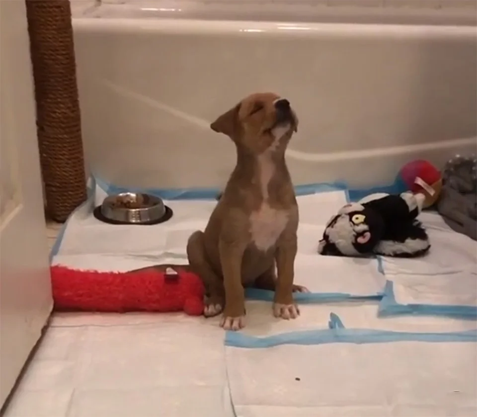 Perrita en refugio