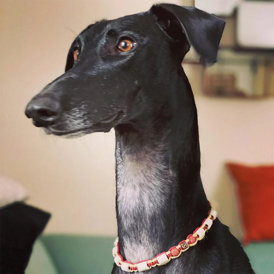 Perrita galgo