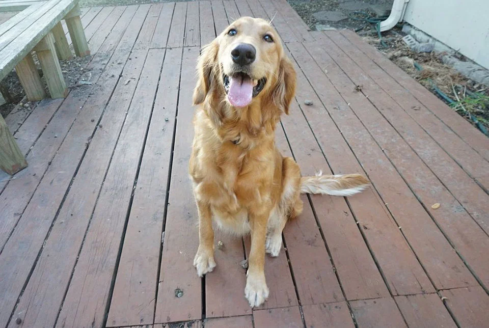 Dulce perrita es rescatada