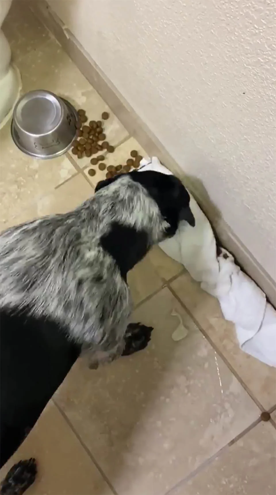 Perro derrama accidentalmente su comida