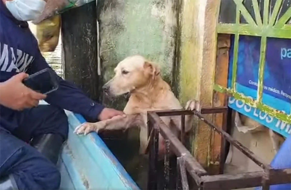 Perrito salvado México