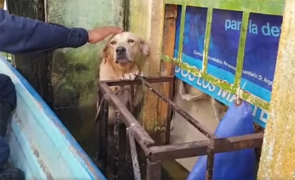 Perrito salvado
