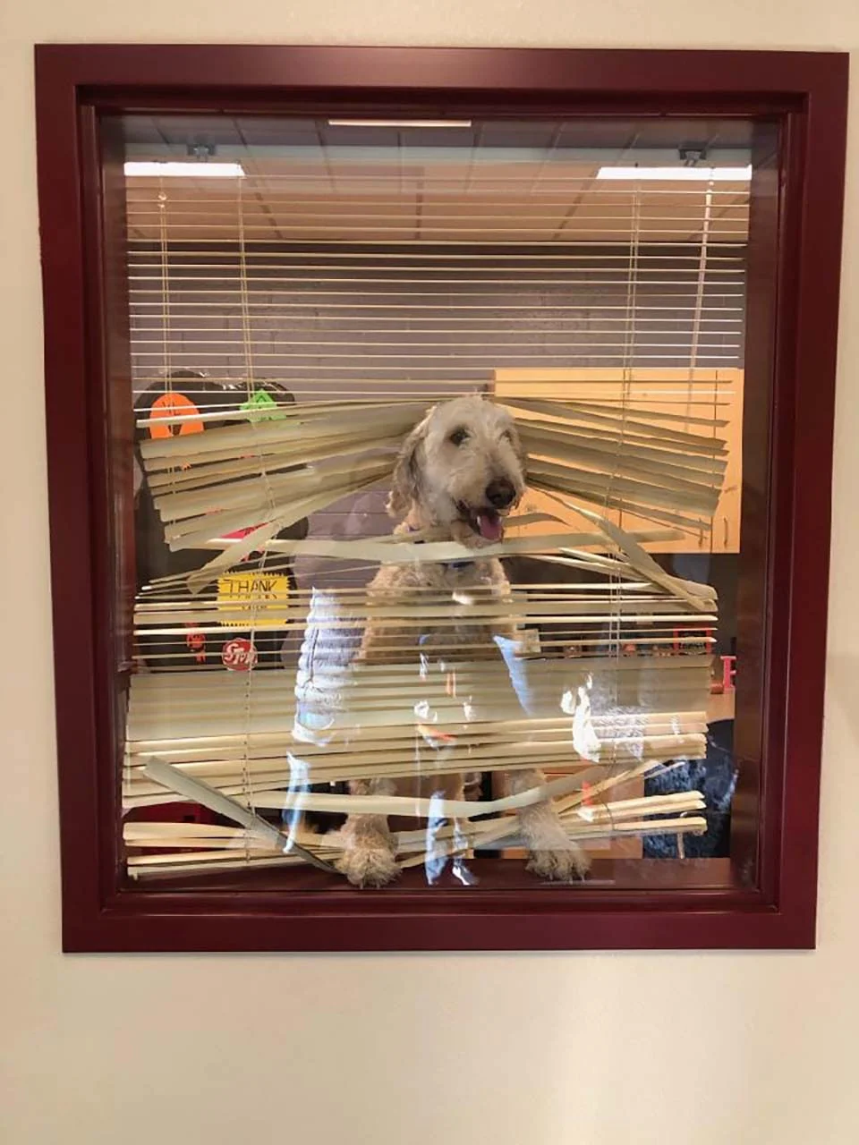Perrito sigue a los niños al colegio y termina en la oficina del director