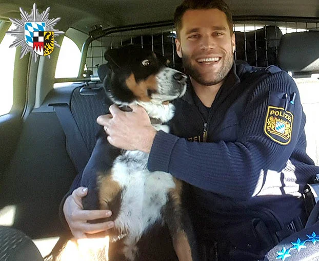 Perro llevado en patrulla