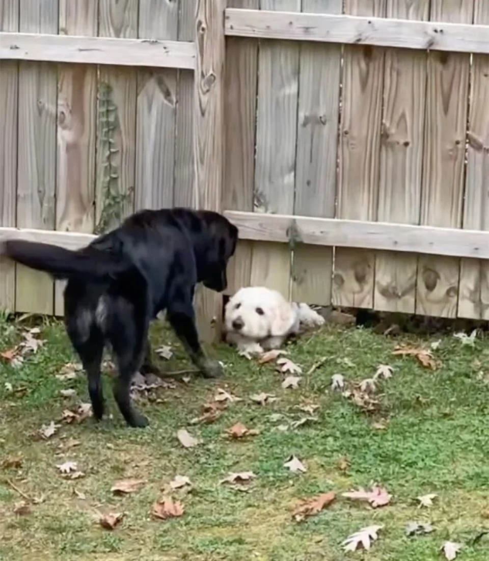 Perro no deja de saludar