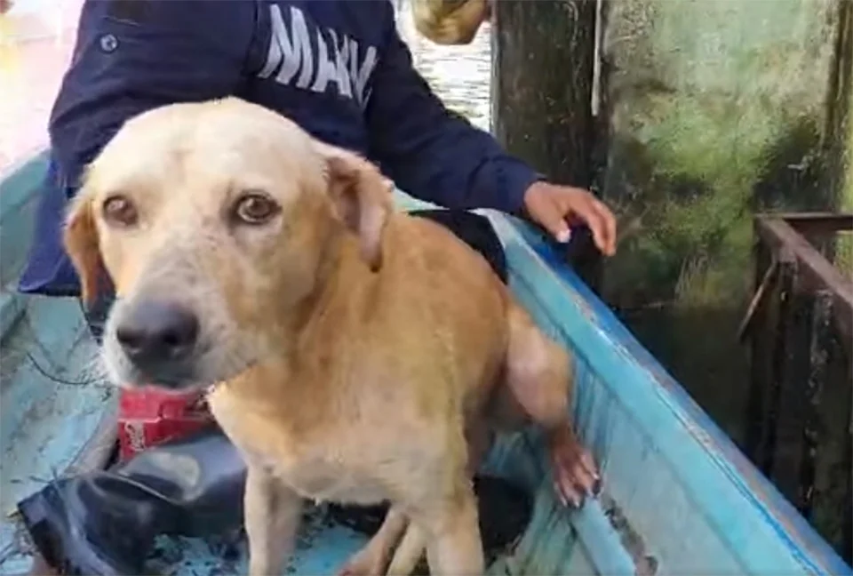 Perro rescatado
