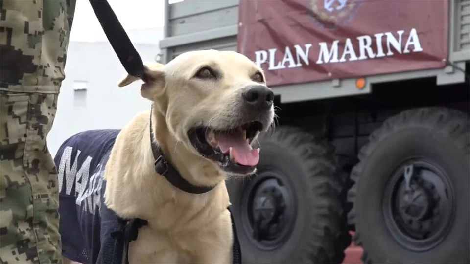 Perro salvado marina