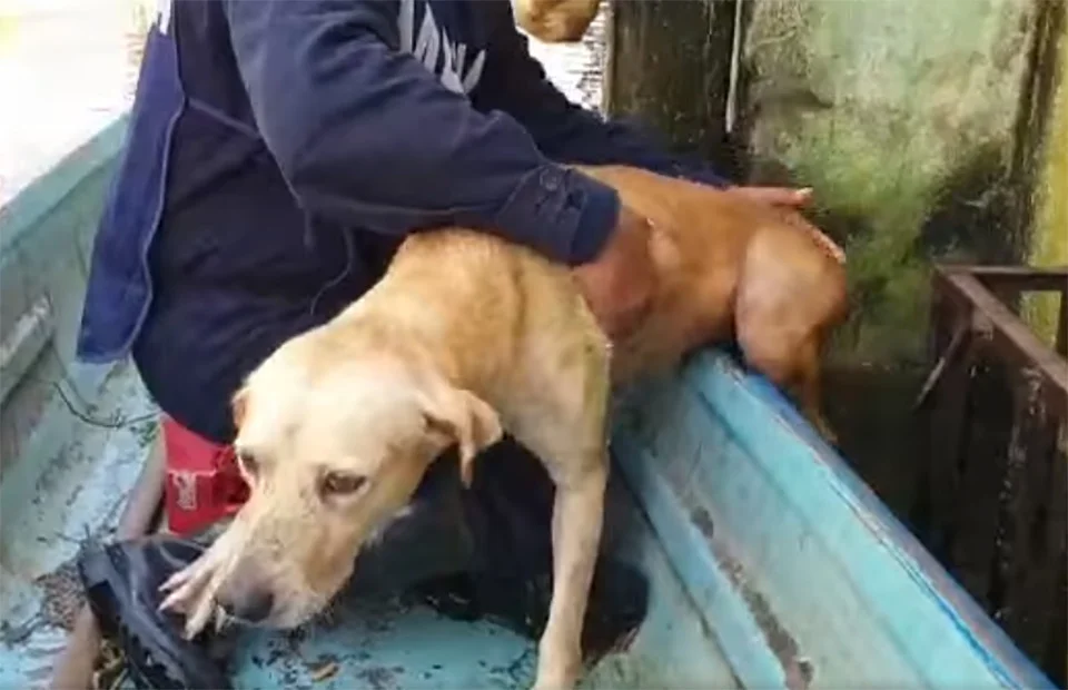 Perro salvado
