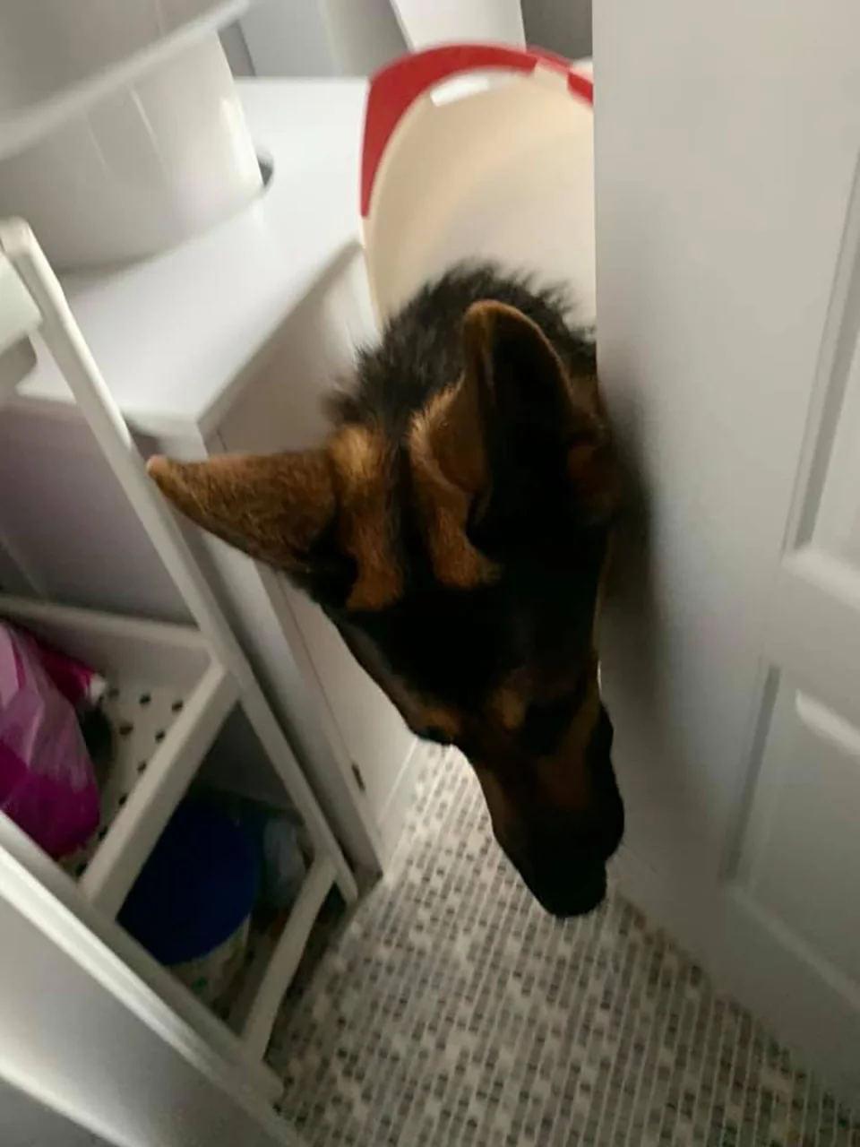 Perro se cuela en el baño y sale mal
