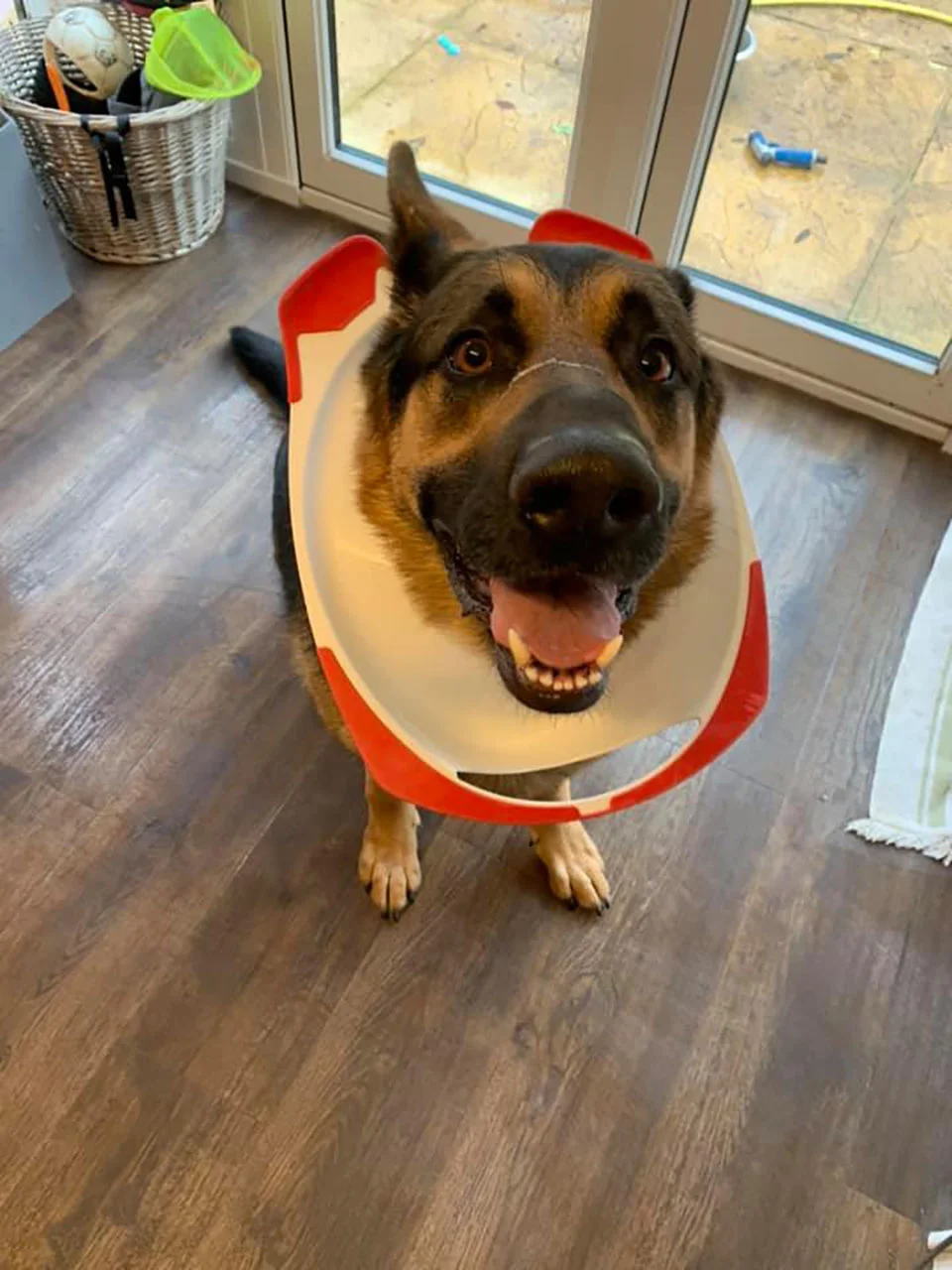 Perro se cuela en el baño