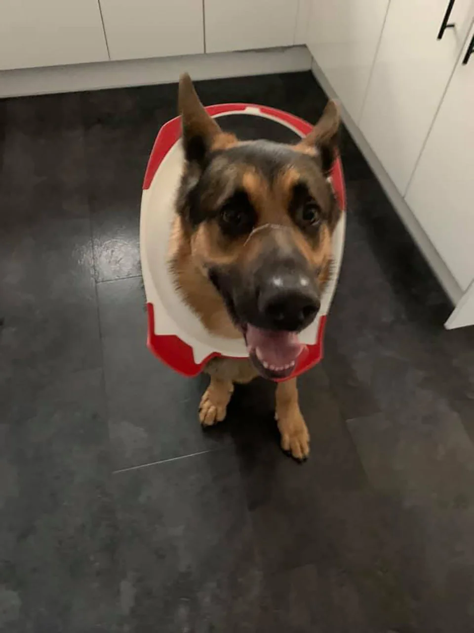 Perro travieso