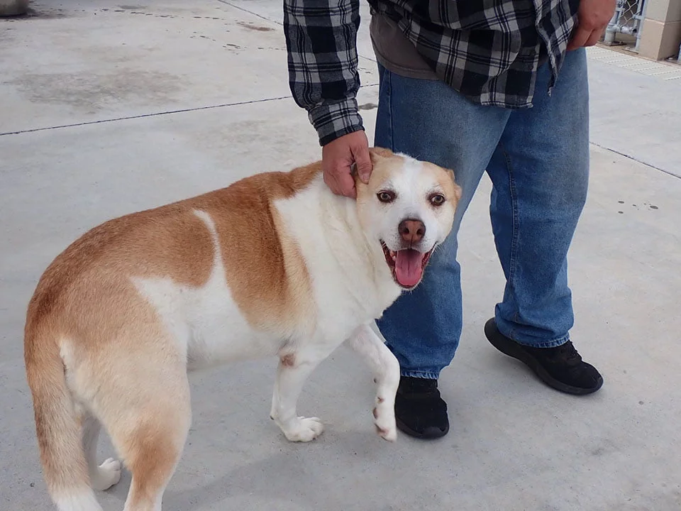 Roscoe perro perdido