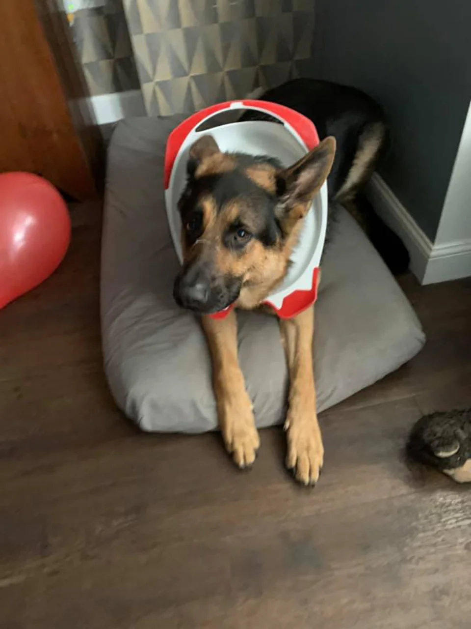 Travieso perrito