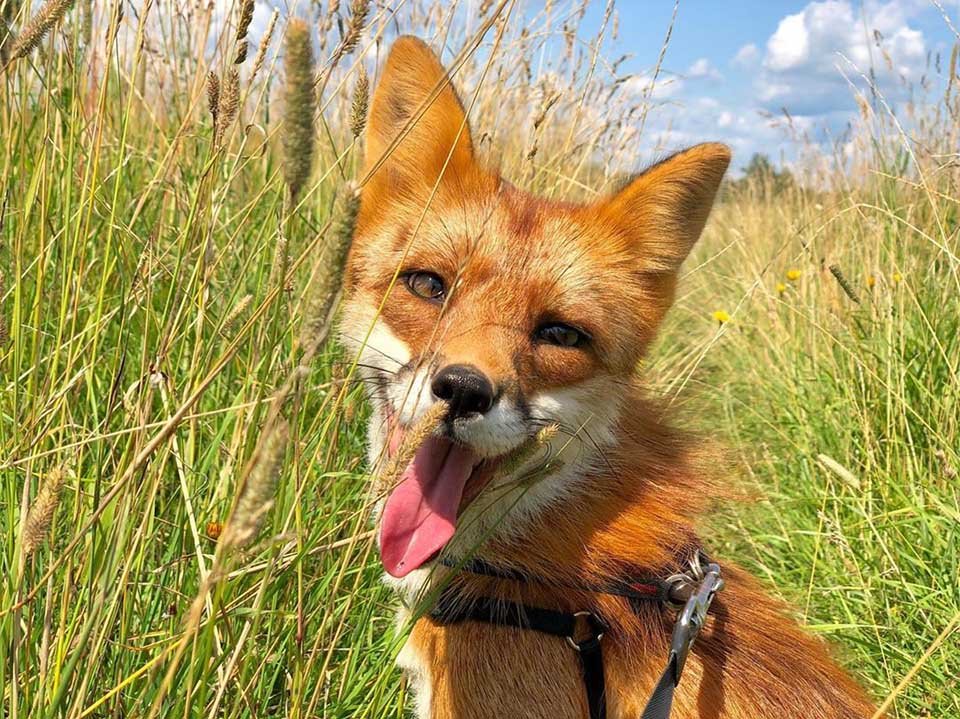 Zorro pasea en el campo