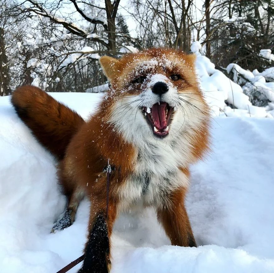 Zorro rescatado de granja de pieles