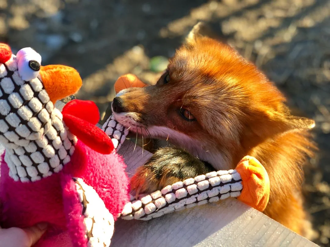 Zorro y su juguete