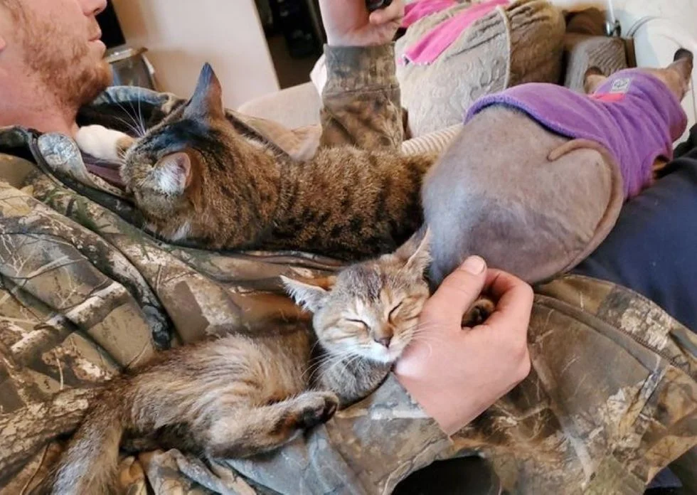 Gatito encontrado
