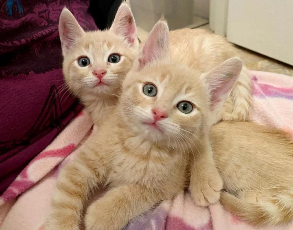 4 gatitos inseparables 4 gatitos inseparables