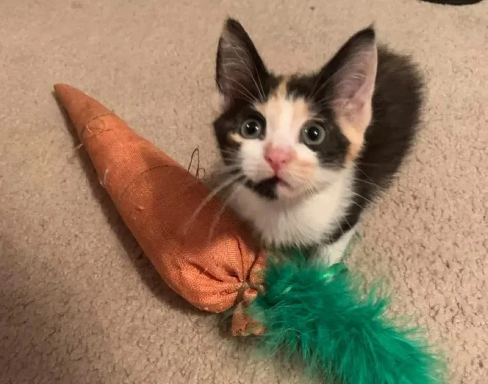 Adorable Candy Corn